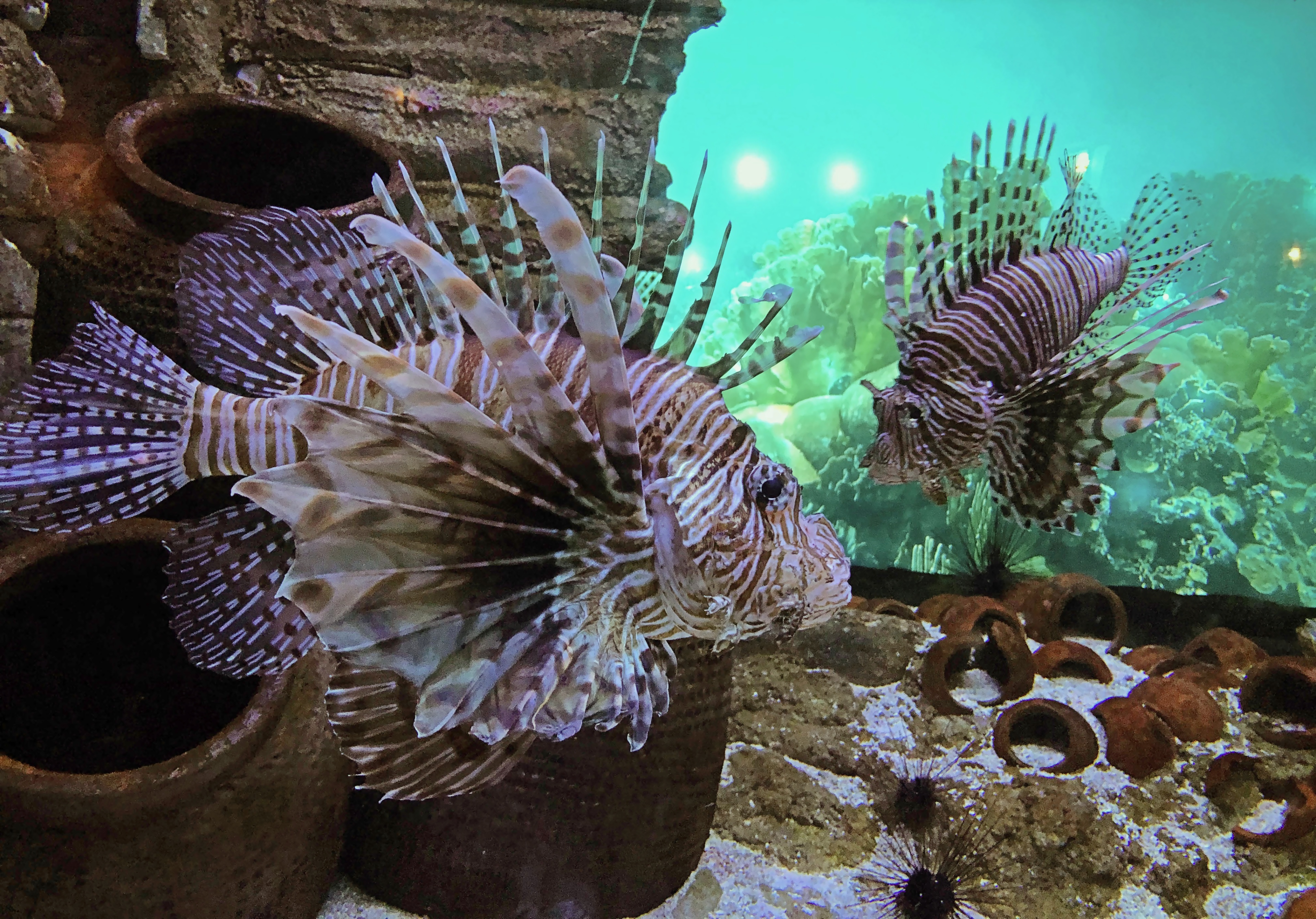 aquaria-klcc-kuala-lumpur