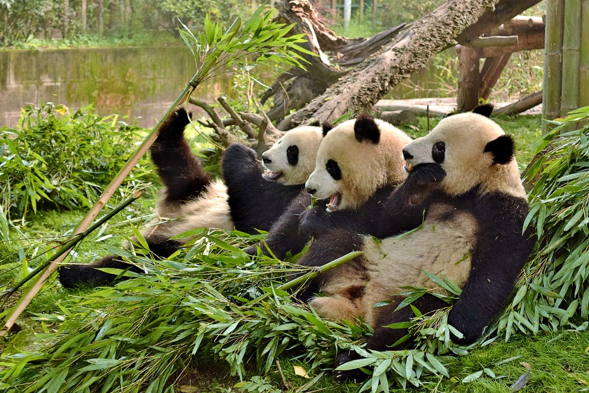 Things to do in Chengdu 2026 | Pelago by Singapore Airlines