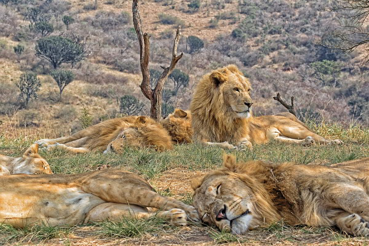 南非2026 的活动| 新加坡航空的Pelago