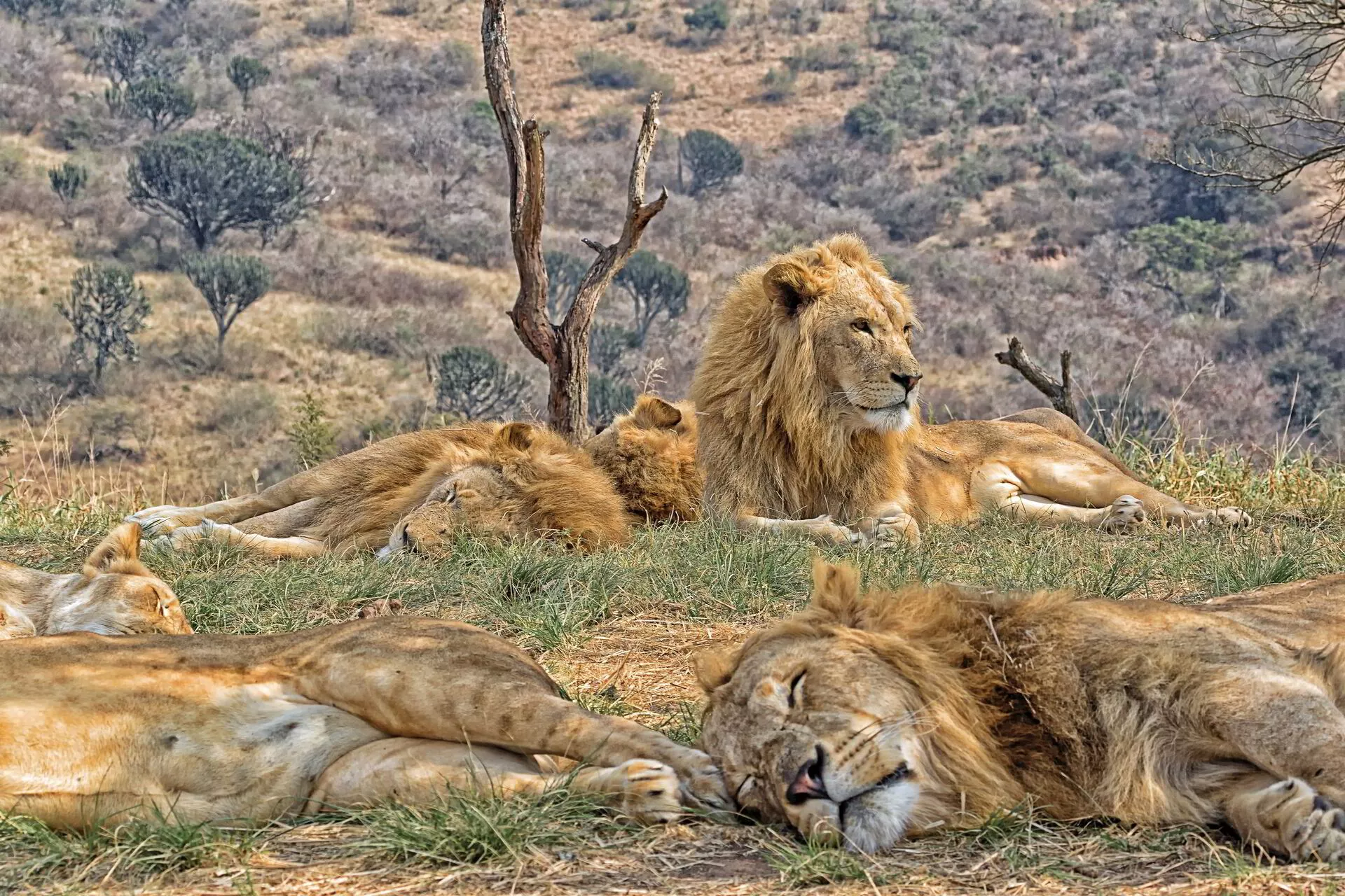 南非2026 的活动| 新加坡航空的Pelago