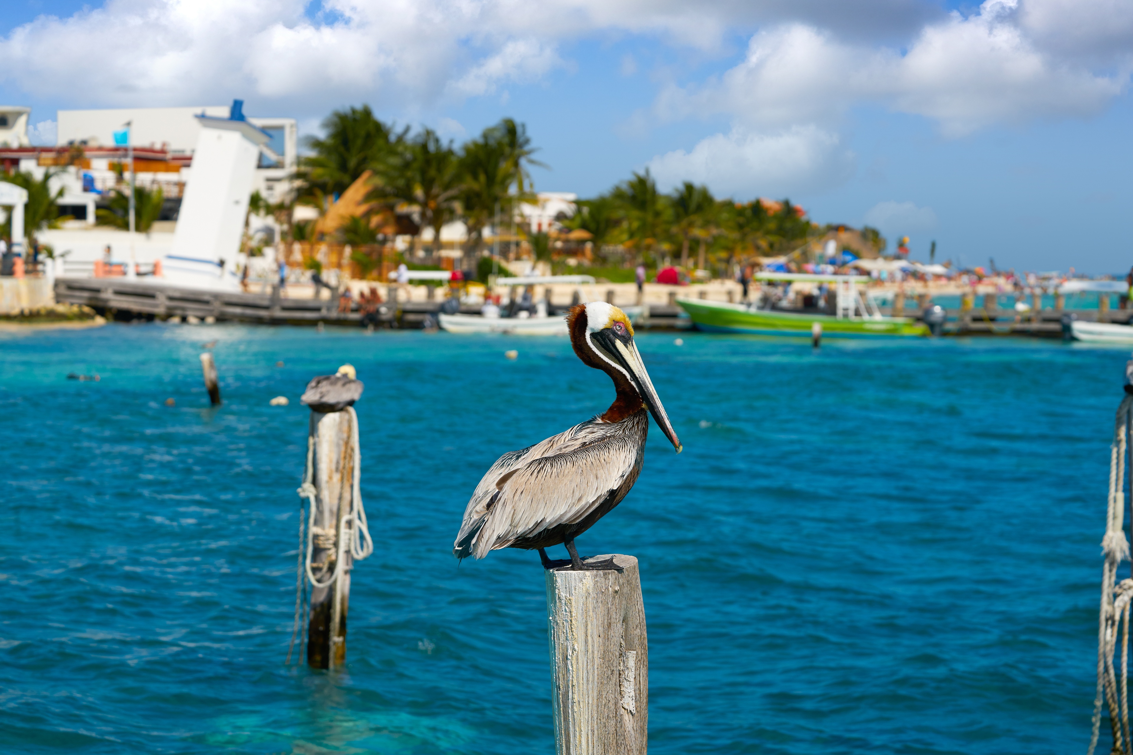 Puerto Morelos | Pelago