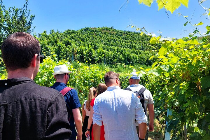 Vineyards, Albanian Wine Tasting & Boat Tour from Durres - Photo 1 of 7