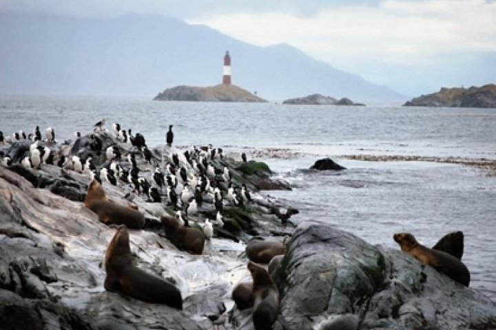 Beagle Channel Navigation Penguin Colony - Photo 1 of 9