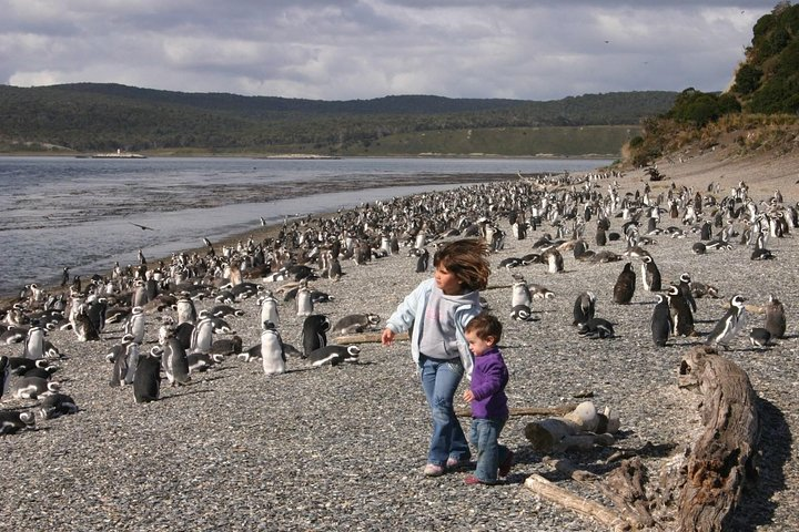 Ushuaia: Martillo Island and Walk Among Penguins Full-Day Tour - Photo 1 of 12
