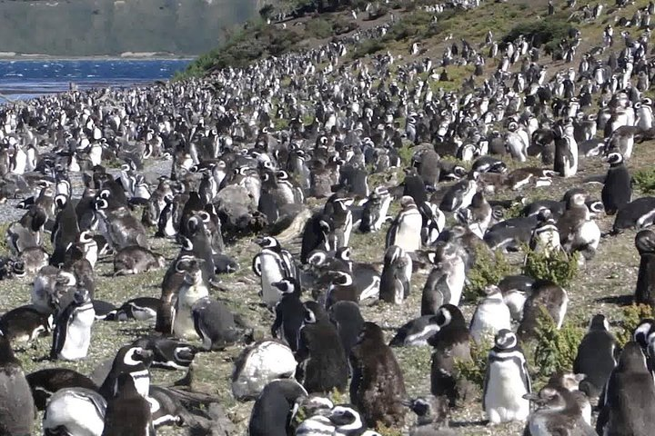 Ushuaia: Martillo Island and Walk Among Penguins Full-Day Tour - Photo 1 of 12