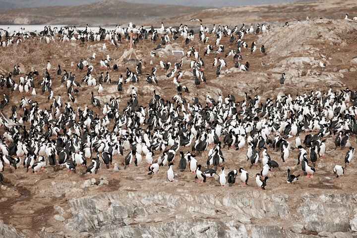 Catamaran Tour through the Beagle Channel and Penguins in Isla Martillo - Photo 1 of 13