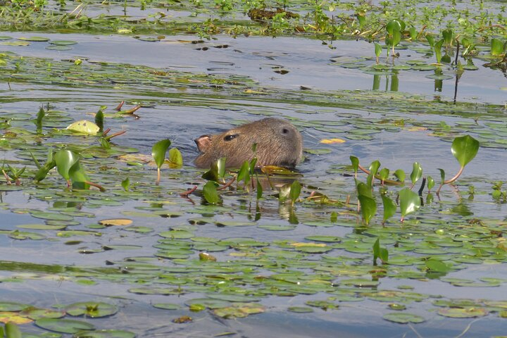 The Iberá and its fauna welcome you.