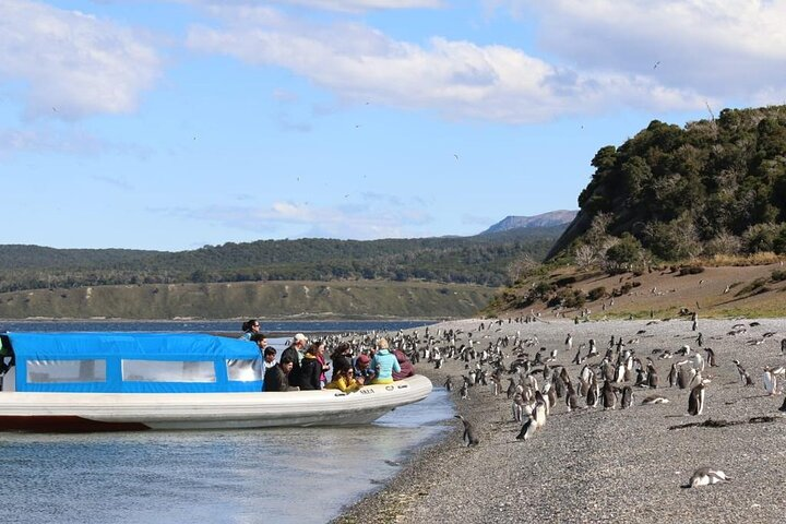 Penguin and Centolla Tour in 4x4 - Photo 1 of 14