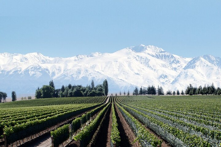 Full Day Private Guided Tour of Vinicolas de Mendoza - Photo 1 of 9