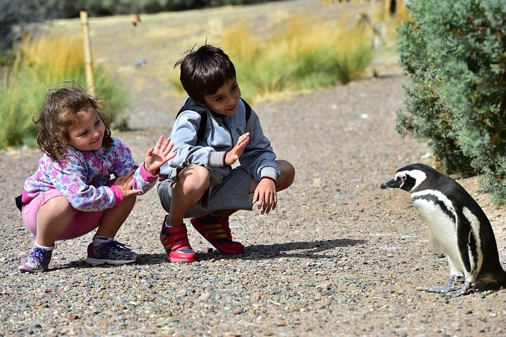 Full Day Punta Tombo - Walking Among Penguins Experience - Madryn - Photo 1 of 18