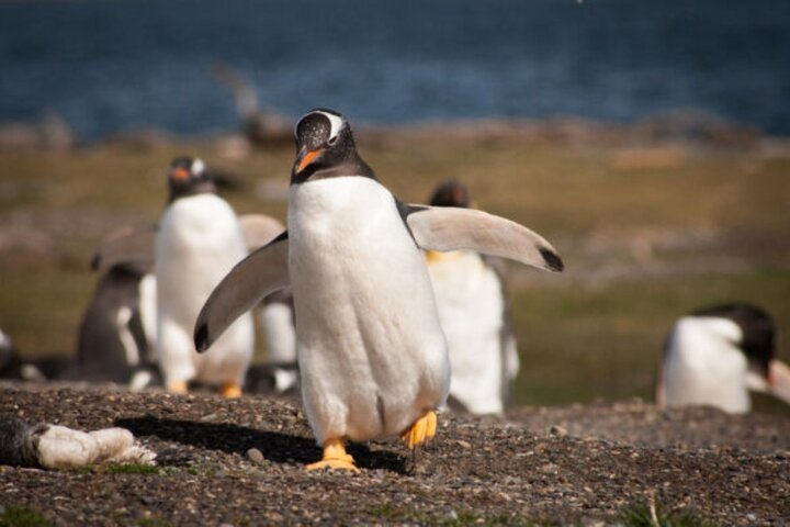 Full Day Tour Martillo Island with Penguin sighting - Photo 1 of 7