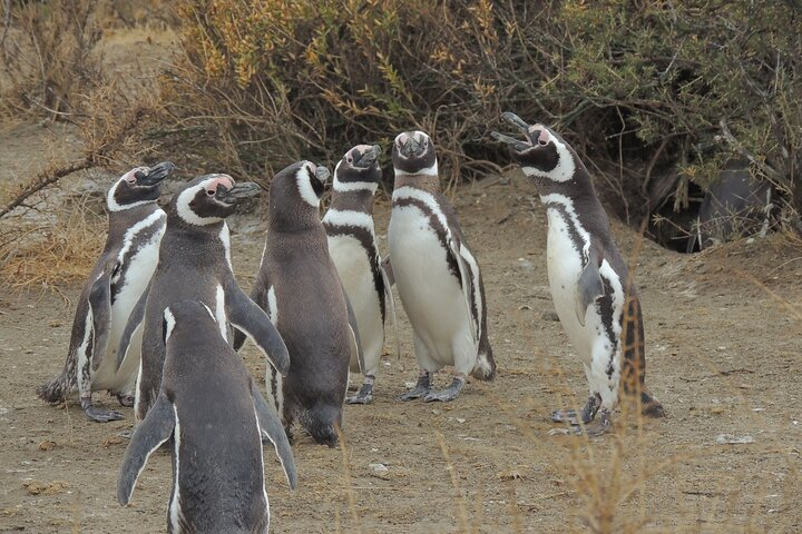 Penguins in Punta Tombo from Puerto Madryn. For Cruisers - Photo 1 of 10