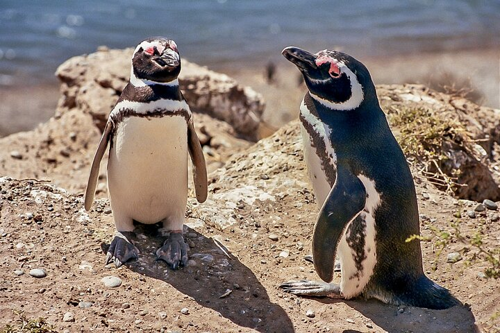 Full-Day Tour to Punta Tombo Penguin Colony - Photo 1 of 7