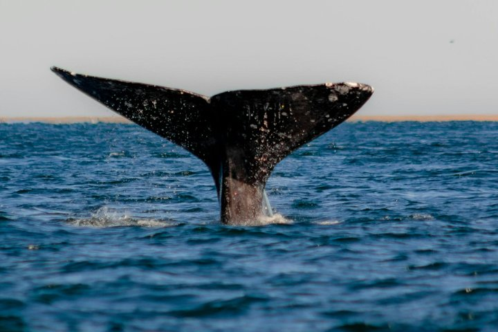 Full Day Whale Watching From Puerto Madryn - Photo 1 of 7