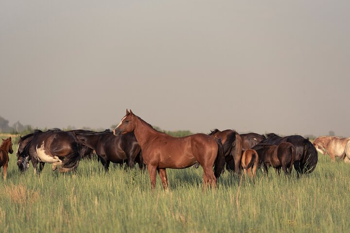 Horseback Riding among Herds of Horses in Buenos Aires, Argentina - Photo 1 of 8