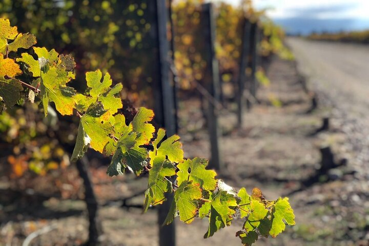 Maipú Wine and Olive Oil Tour - Photo 1 of 8