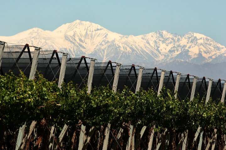 Olive oils, Gourmet products and Wines - Photo 1 of 6