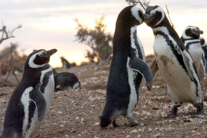 Penguin watching in Punta Tombo - Photo 1 of 9