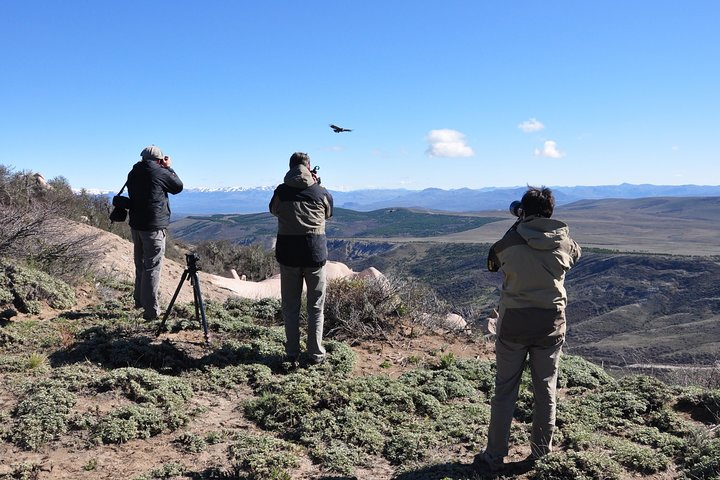 Photo Discovering Condors & Birdwatching - Full Day Tour in Private Service - Photo 1 of 11