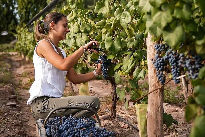 Private Wine Tasting and Vineyards Tour from Mendoza