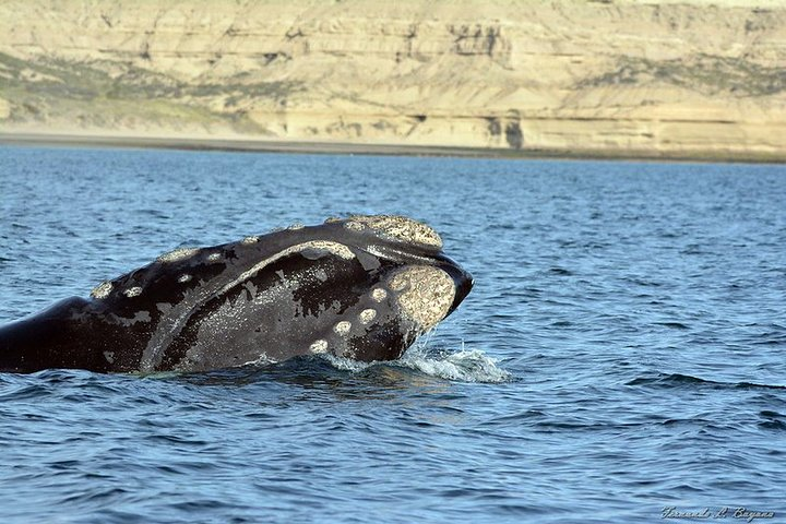 Puerto Piramides Private Tour And Sailing in Peninsula Valdes - Photo 1 of 18