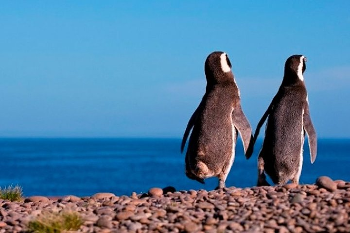  Punta Tombo and its penguins - Puerto Madryn - Photo 1 of 8