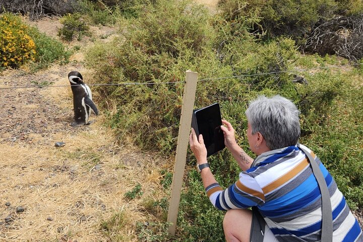 Punta Tombo Shore tour Norwegian Cruise