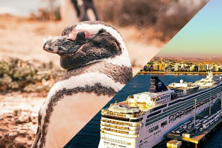 Shore Tours Punta Tombo Cruise Ship Passengers Puerto Madryn - Photo 1 of 9