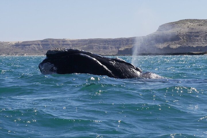 Shore Excursion Piramides Port & Sailing in Puerto Madryn - Photo 1 of 18