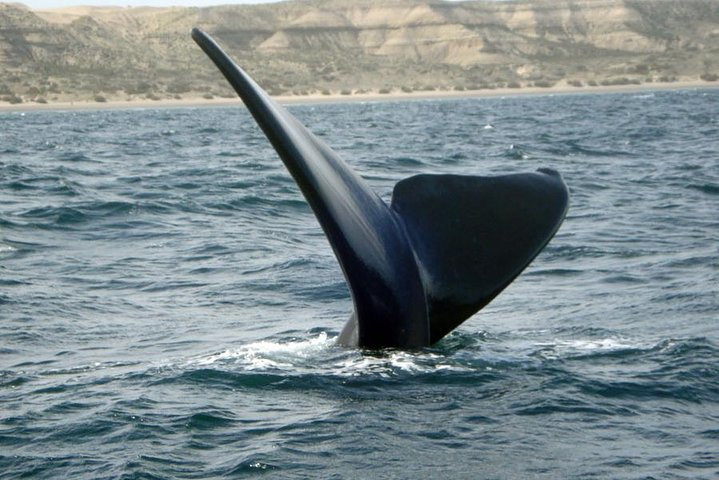 Whales in Peninsula Valdes