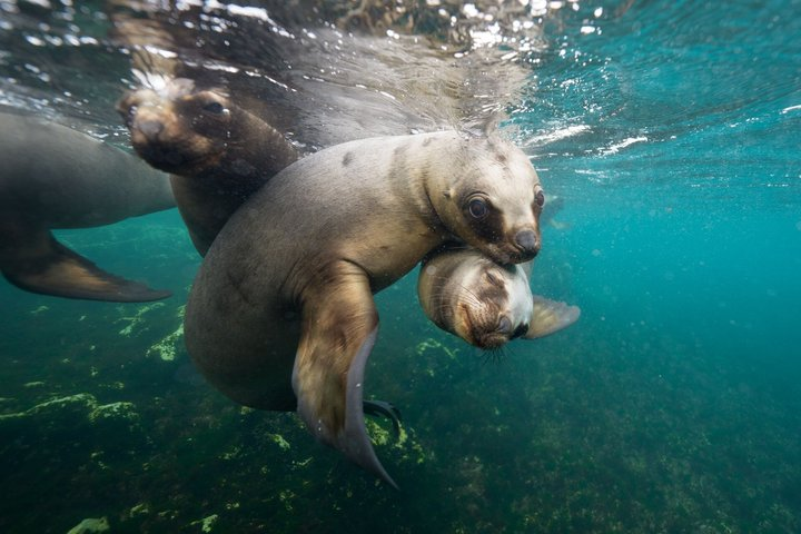 Snorkeling with Sea Lions by Madryn Buceo - Photo 1 of 16