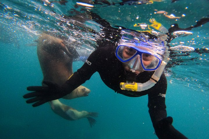 Snorkeling with Sea Lions - Photo 1 of 19