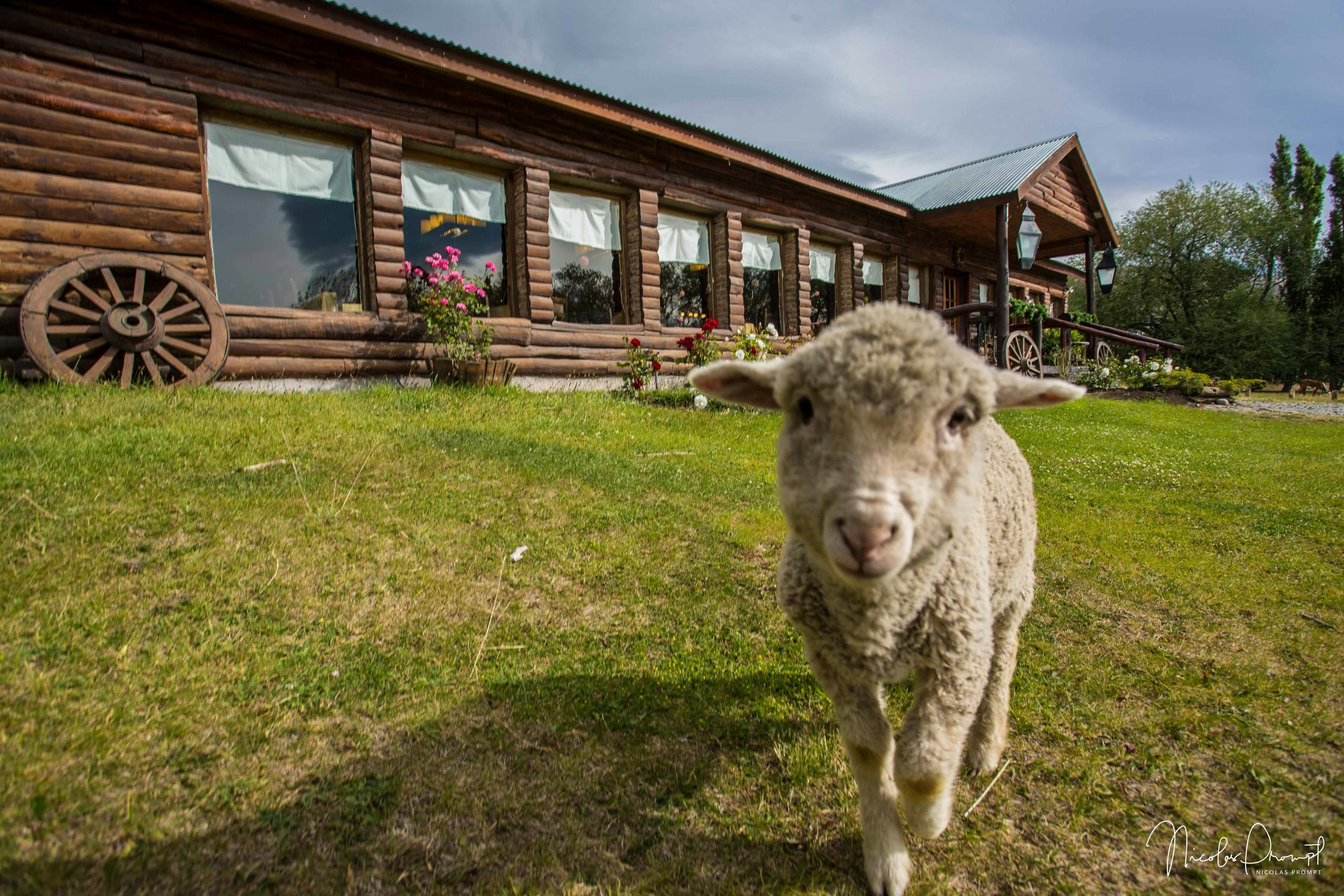 Estancia 25 de Mayo: Guided Tour + Dinner + Roundtrip Transfer from El Calafate - Photo 1 of 3