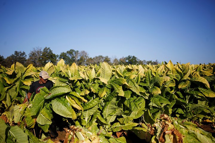 Tobacco plantations