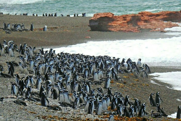 Ushuaia: Beagle Channel Navigation to the Penguin Colony - Photo 1 of 10