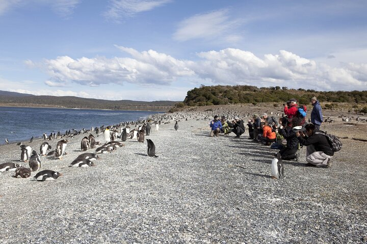 Ushuaia : Hammer Island Hike among Penguins Navigation Wolves - Photo 1 of 10