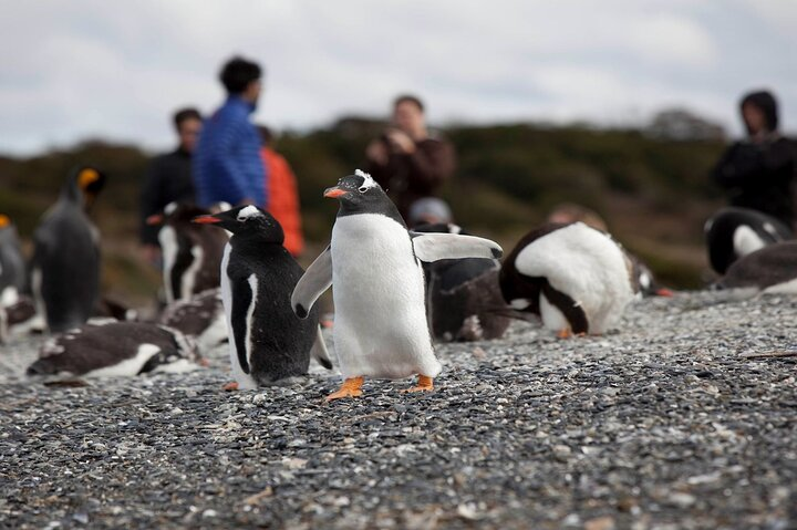 Ushuaia : Hammer Island Hike among Penguins Navigation Wolves - Photo 1 of 14