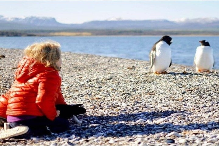 Beagle Navigation and Walking with Papua Penguins in Hammer Island - Photo 1 of 19
