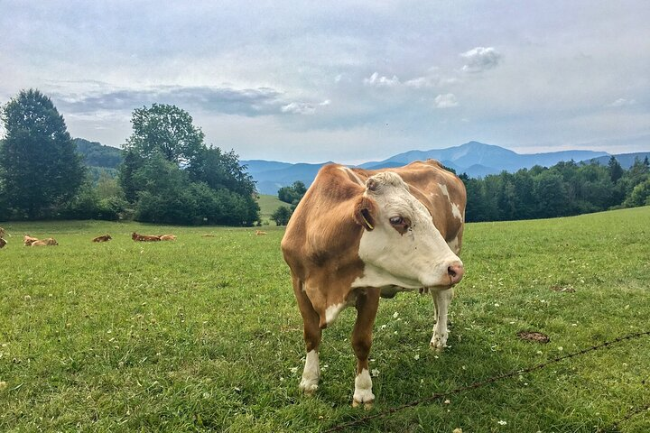 Exploring the Gutenstein Alps - Photo 1 of 11