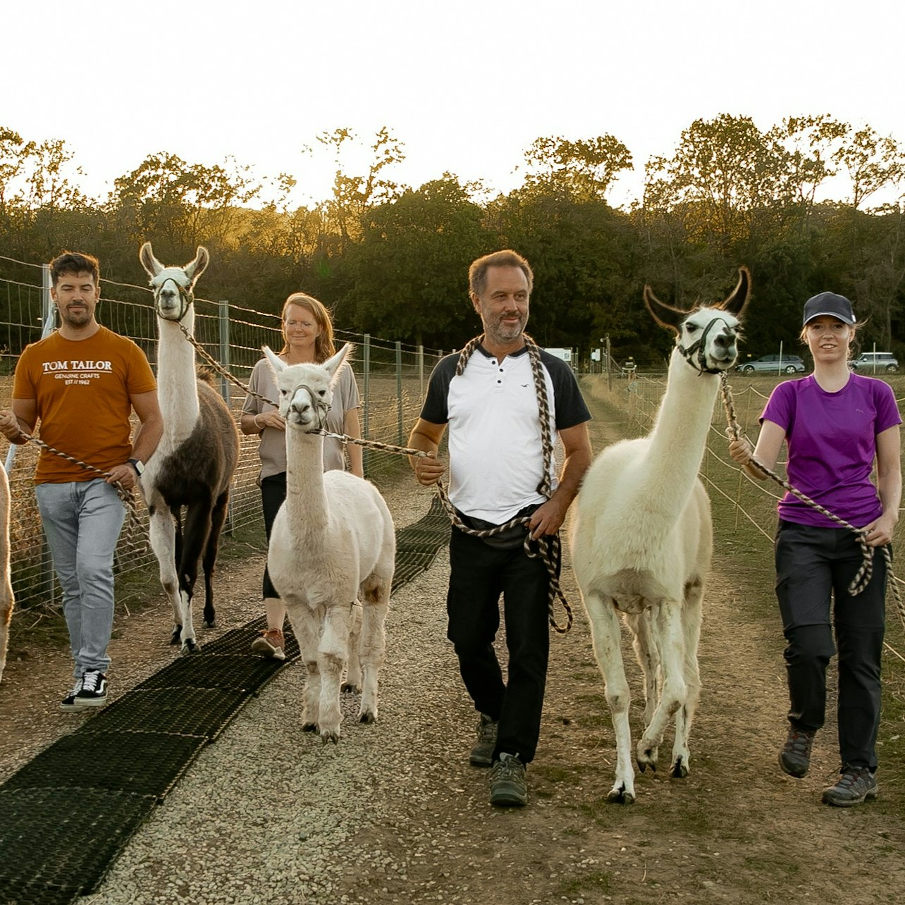 Mödling Vienna: Alpaca & Llama Hiking Tour - Photo 1 of 5