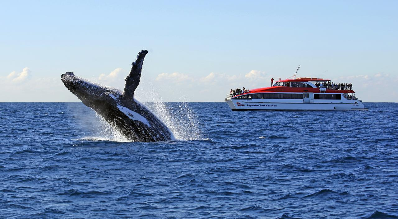 Sydney 2.5-Hour Morning Whale Watching Adventure - Photo 1 of 5