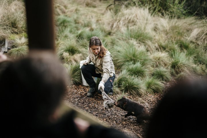 1-Hour Tasmanian Devil Feeding Day Tour at Cradle Mountain - Photo 1 of 11