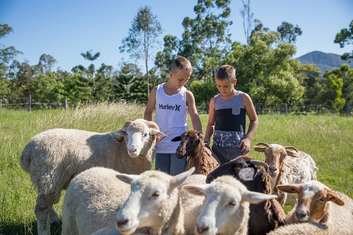 Experience hands-on encounters with friendly animals in a picturesque farm setting creating unforgettable memories of connection and joy for all ages in Brisbane's beautiful countryside.