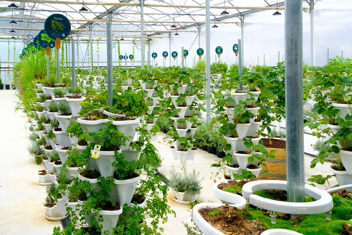 Explore sustainable farming practices surrounded by lush greenery where hands-on experiences with ancient food preservation techniques come to life showcasing a healthier relationship with nature.