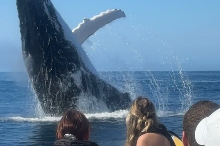 Noosa Whale Watching Cruise - Humpback Whale Adventure - Photo 1 of 25