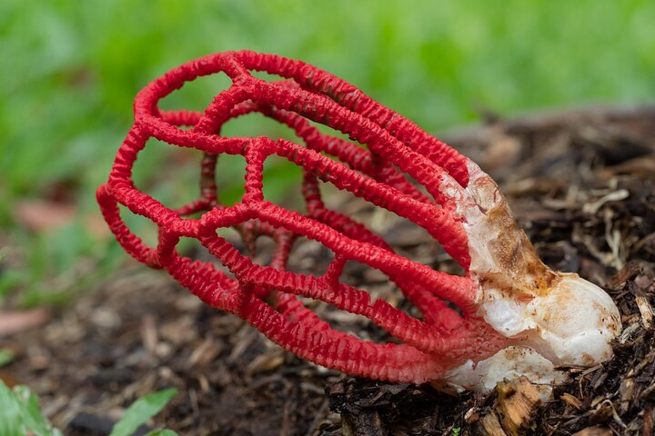 Basket Stinkhorn
