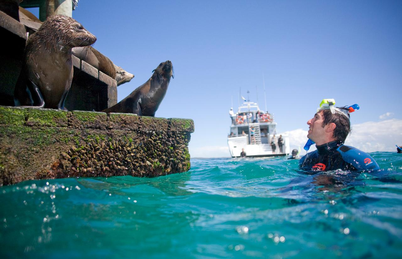 Seals and Sea Dragon Snorkel  - Photo 1 of 11