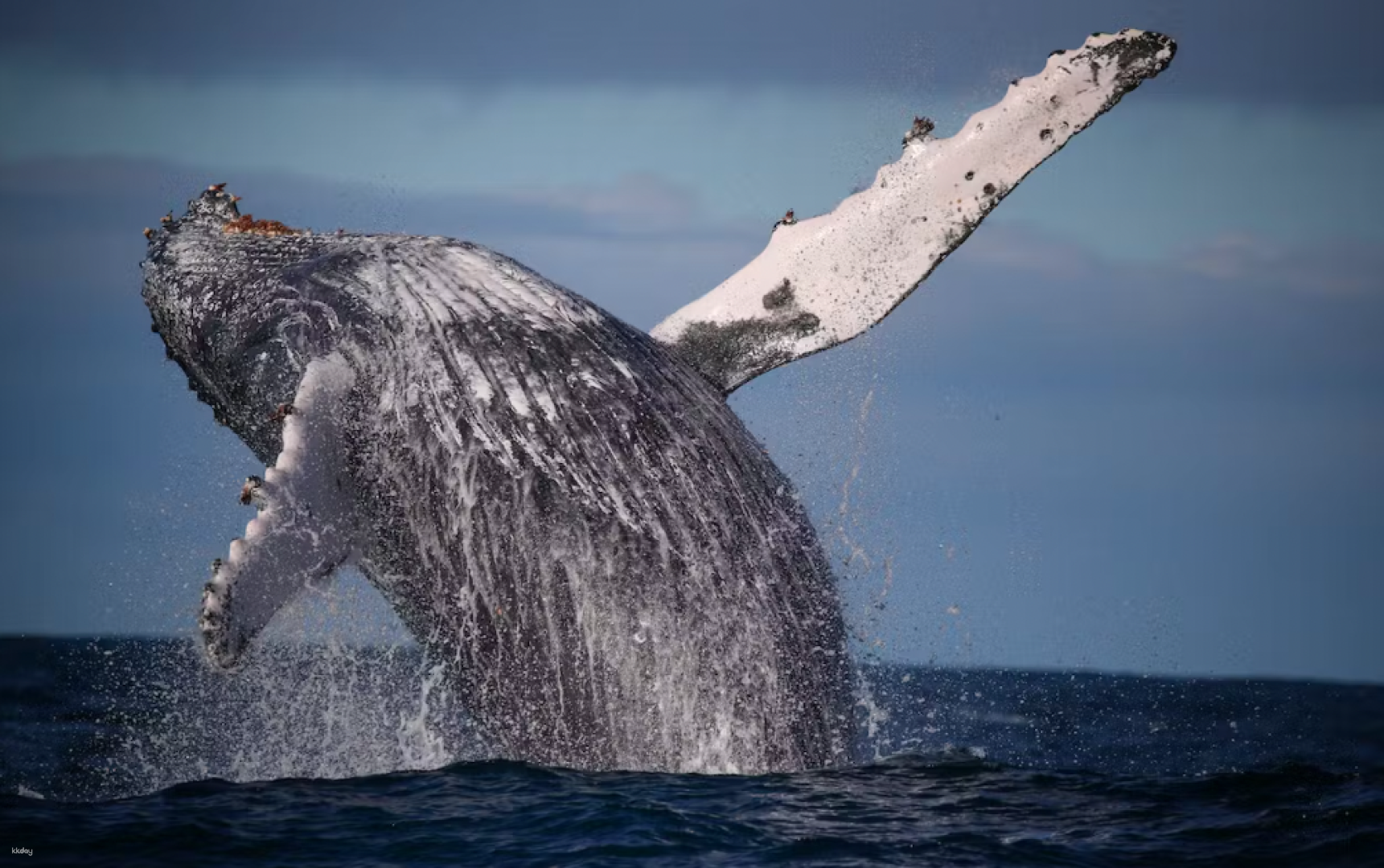 2 Hour Whale Watching Express Cruise on Fantasea Cruise | Sydney - Photo 1 of 9