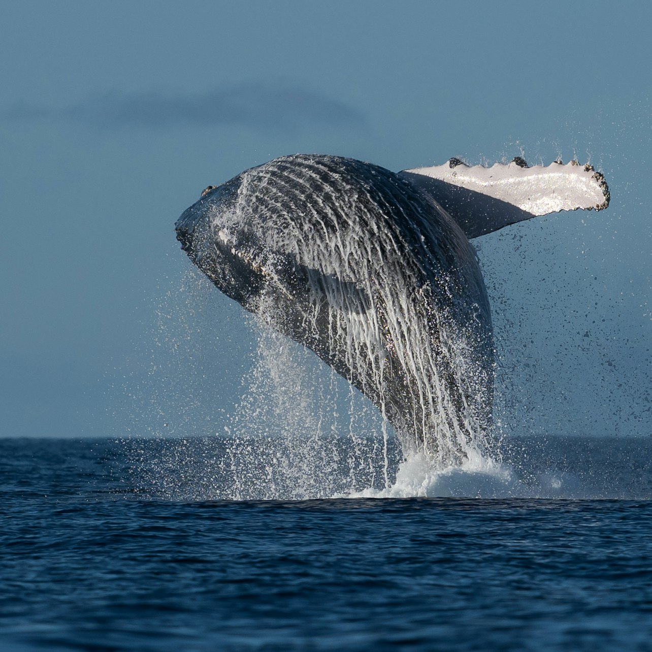 2-Hour Sunshine Coast Whale Watching Experience - Photo 1 of 8