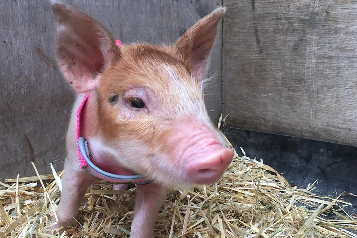 Experience hands-on encounters with adorable animals like this playful piglet creating unforgettable memories while exploring the charm of a Brisbane farm perfect for all ages.